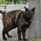 2018年 ご近所猫_255