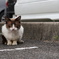 2018年 ご近所猫_256
