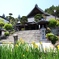 瑠璃光寺と黄色菖蒲