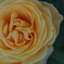 P5290586