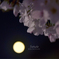 桜と満月