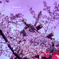 生田神社の桜・1