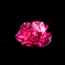 rose｜昼間自宅前のバラ
