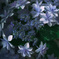 Blue Burial