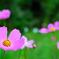 秋桜