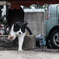 2018年 ご近所猫_257