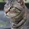 2018年 ご近所猫_260