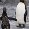 キングペンギン