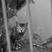 吾輩は猫である、ニャー # 90