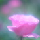PINK ROSE
