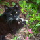 猫に花