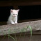 子猫のマーチ