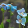 幻の花・メコノプシスⅠ