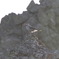 羊蹄山山頂から