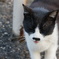 2018年 ご近所猫_262