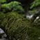 苔の行列