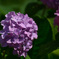 紫陽花