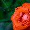 薔薇