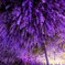 住雲寺ライトアップ