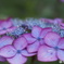 紫陽花