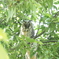 トラフズク雛