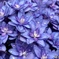purpleも好きよ
