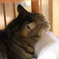 ねこ