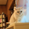ねこ