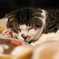 ねこ