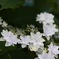 隣のお家の紫陽花