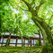 東福寺