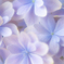 そろそろ紫陽花の季節。。♪