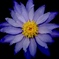 睡蓮の花