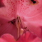DSCN0184
