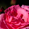 薔薇
