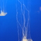 海月