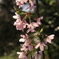 山桜