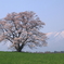 小岩井の一本桜