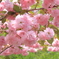 八重桜