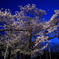 石割桜