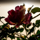 朝日に映える薔薇