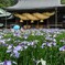 大注連縄と花菖蒲が勝負、勝負！