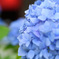 あ・じ・さ・い、君とみた花