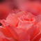 魅惑の薔薇色