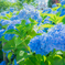 紫陽花