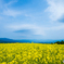 喜多方三ノ倉高原菜の花畑