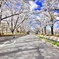 大学キャンパス桜