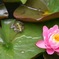 蓮の花に恋するカエル