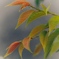 葉色に癒され
