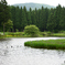 平池　カキツバタ　高原